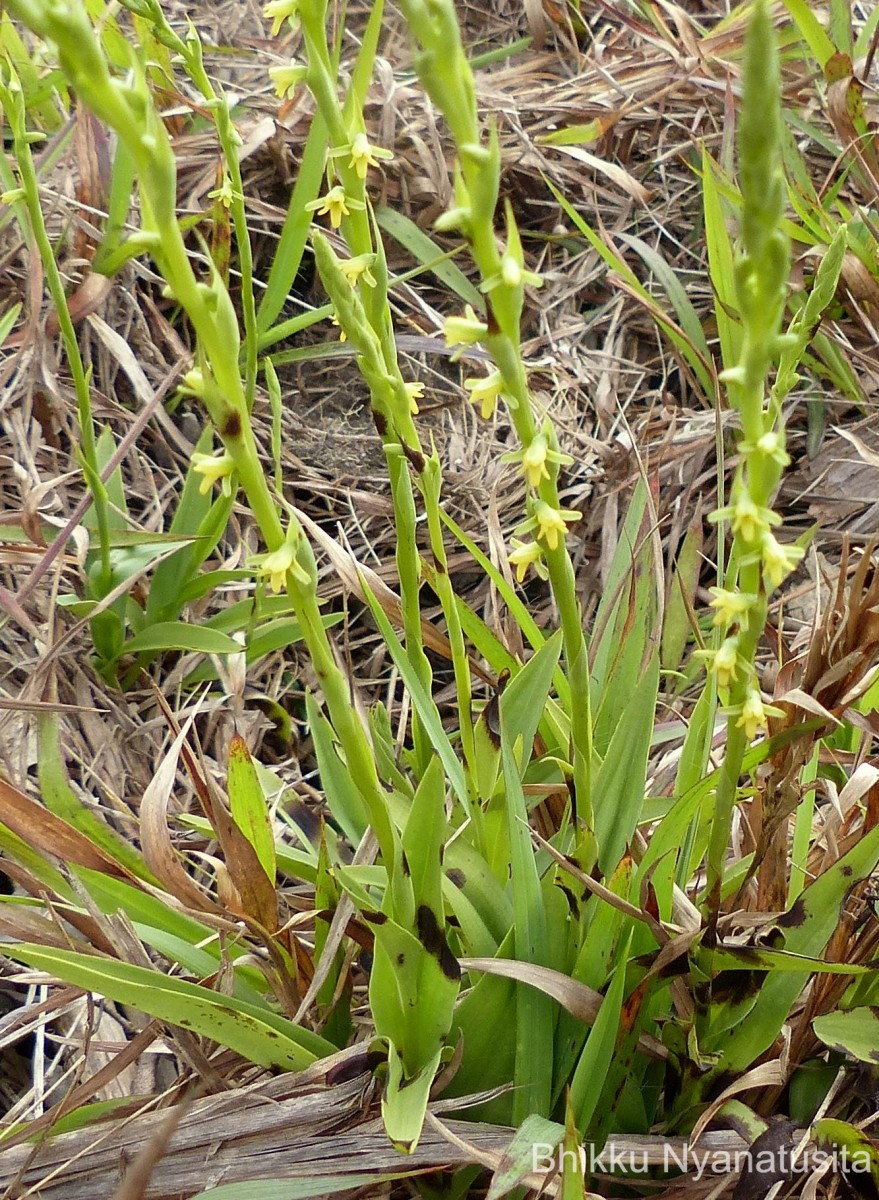 Peristylus spiralis A.Rich.